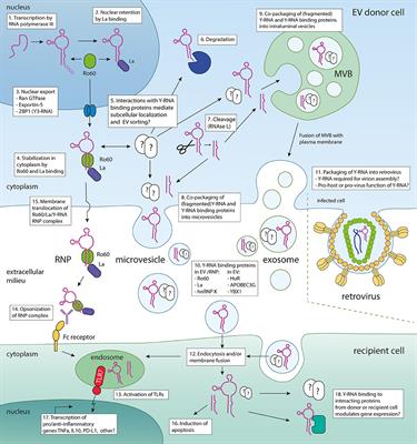 Circulating Y-RNAs in Extracellular Vesicles and Ribonucleoprotein Complexes; Implications for the Immune System